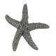 Atlas 142 142-BB Starfish Knob