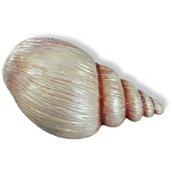 SIRO H029-67 Caribe Conch Shell KNOB