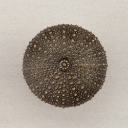 Acorn DP7 Sea Urchin Cabinet Knob, 1-1/2 x 1-1/4"