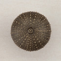 Acorn DP7GP Sea Urchin Cabinet Knob, 1-1/2 x 1-1/4"