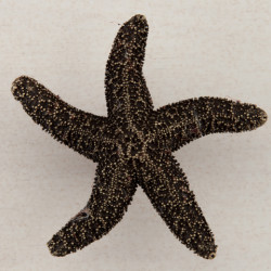Acorn DPK Natural Starfish Cabinet Knob, 2-1/4" x 2-1/4"