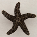 Acorn DPK Natural Starfish Cabinet Knob, 2-1/4" x 2-1/4"