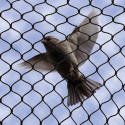 Bird B Gone 034BKK50X50 No-Knot Net: 3/4" - Black